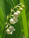 muguet