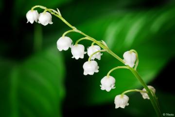 muguet-1