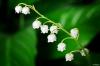 muguet-1