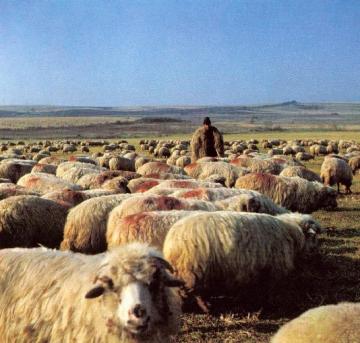 troupeau mouton open space